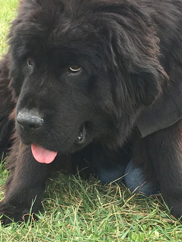 black newfoundlands