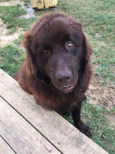 Captain Brown Male Newfoundland Puppy
