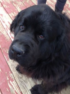 Newfoundland Male Malachi