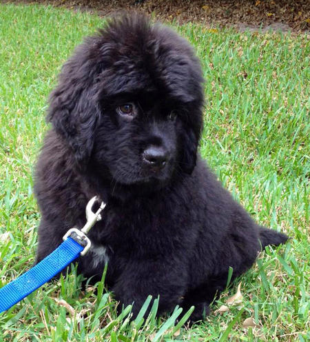 Fluffy Black Newfoundland Puppy For Sale in New York