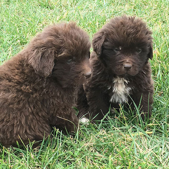 Fuzzy Newf Puppies West Virginia