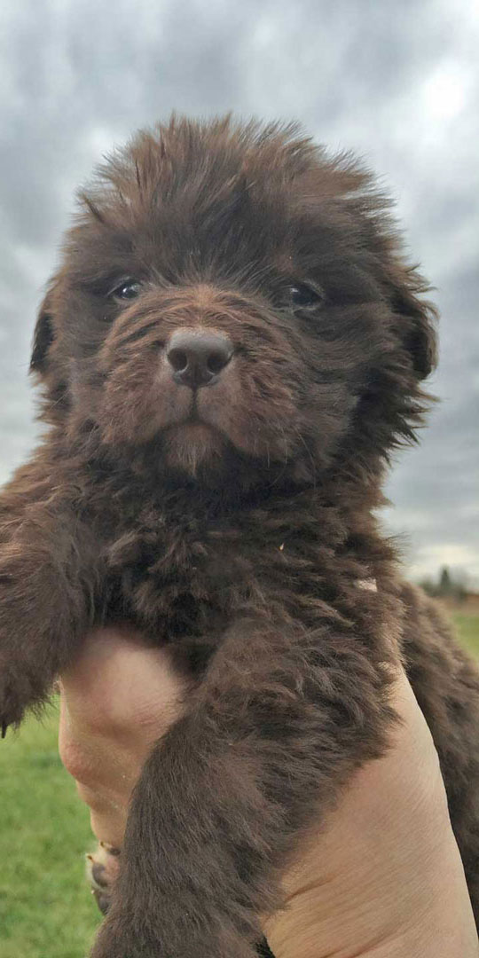 Brown Newfoundland Puppy For Sale in Pennsylvania