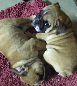 English Bulldog Puppies in Ohio