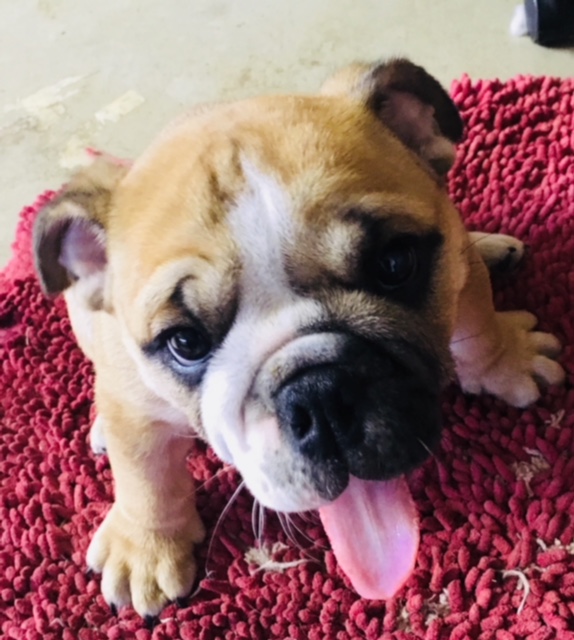 EnglishBulldogPuppyOhio Horner Newfoundlands