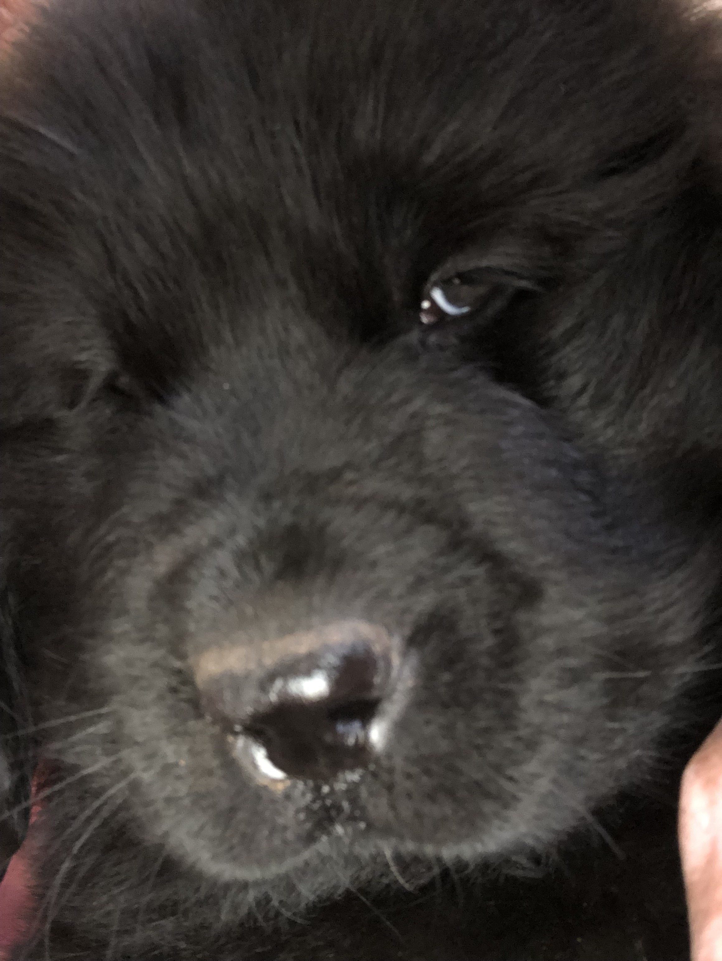 Newfoundland puppy closeup of face