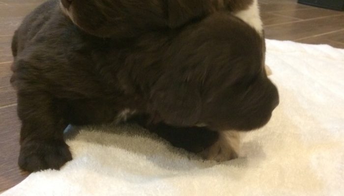 Newfoundland puppy on a towel