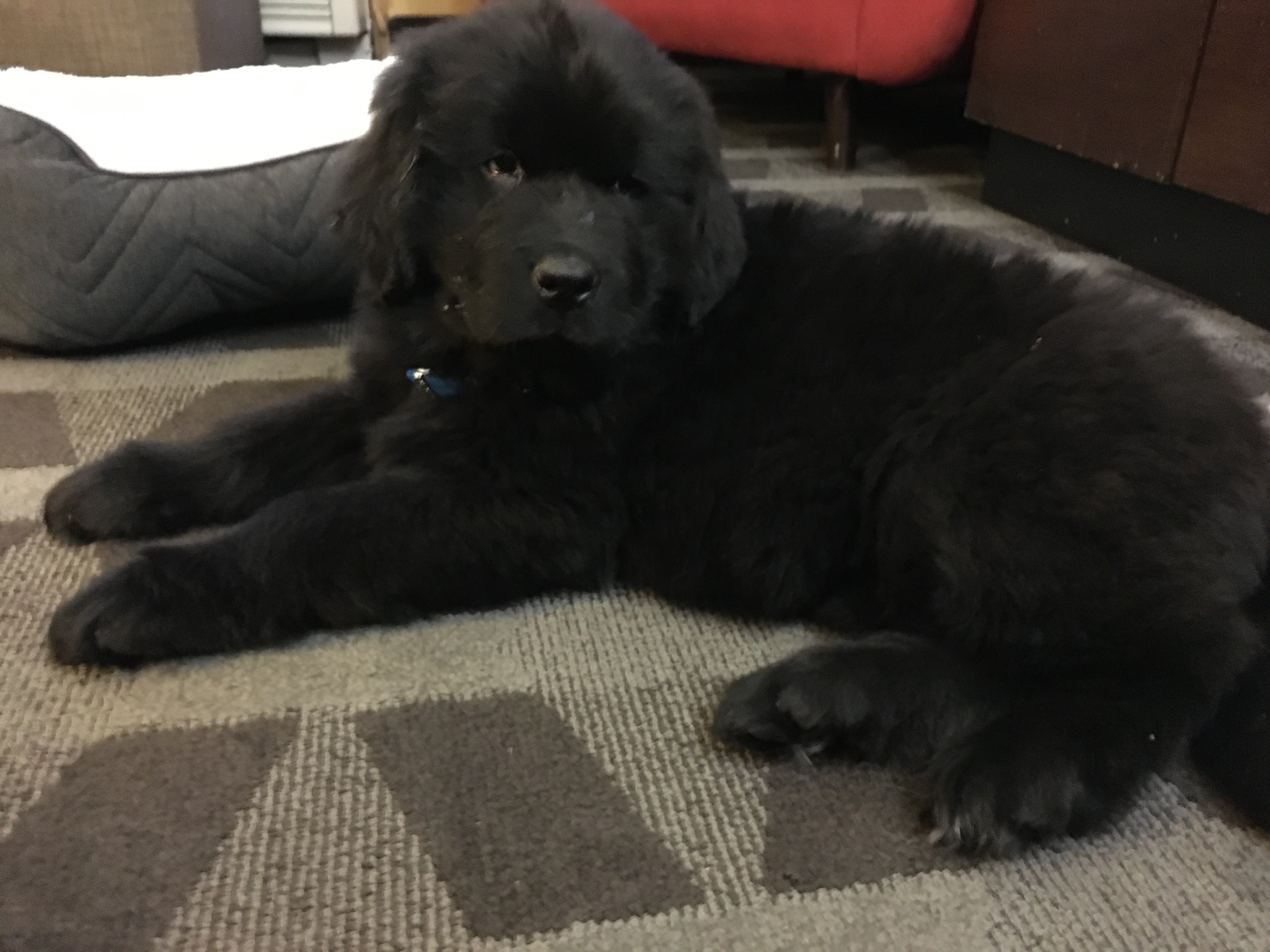 Newfoundland puppy laying down