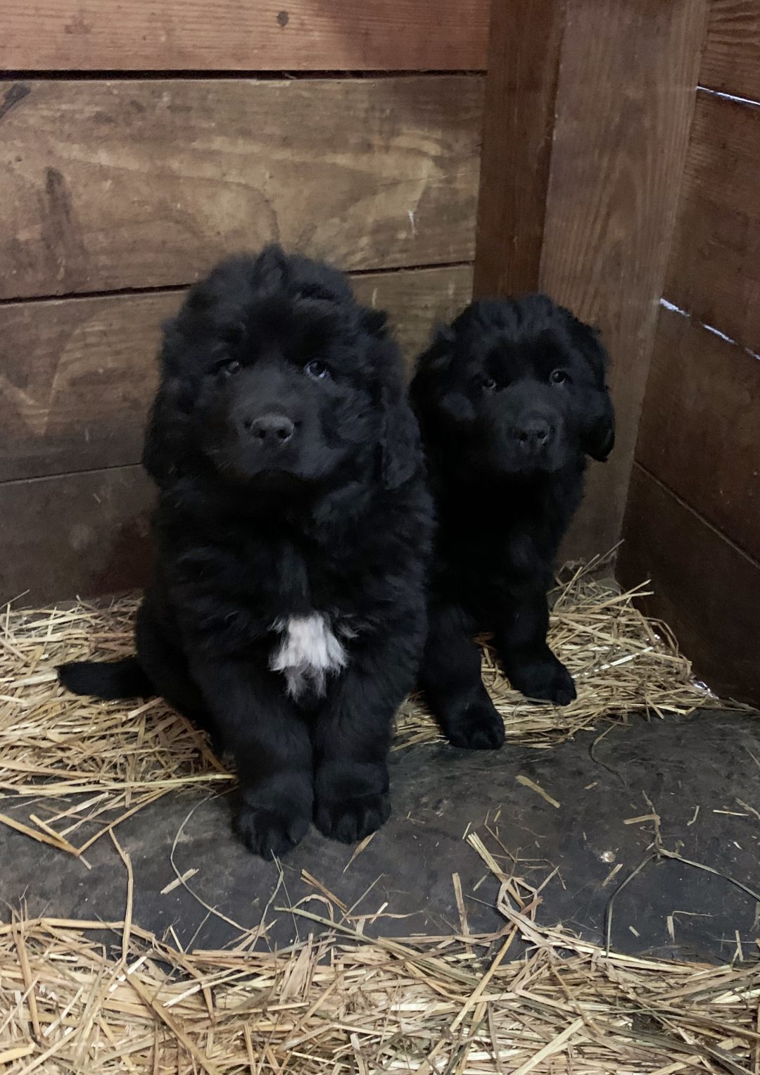 AKC Newfoundland Puppies for Sale in Ohio | Horner Newfoundlands