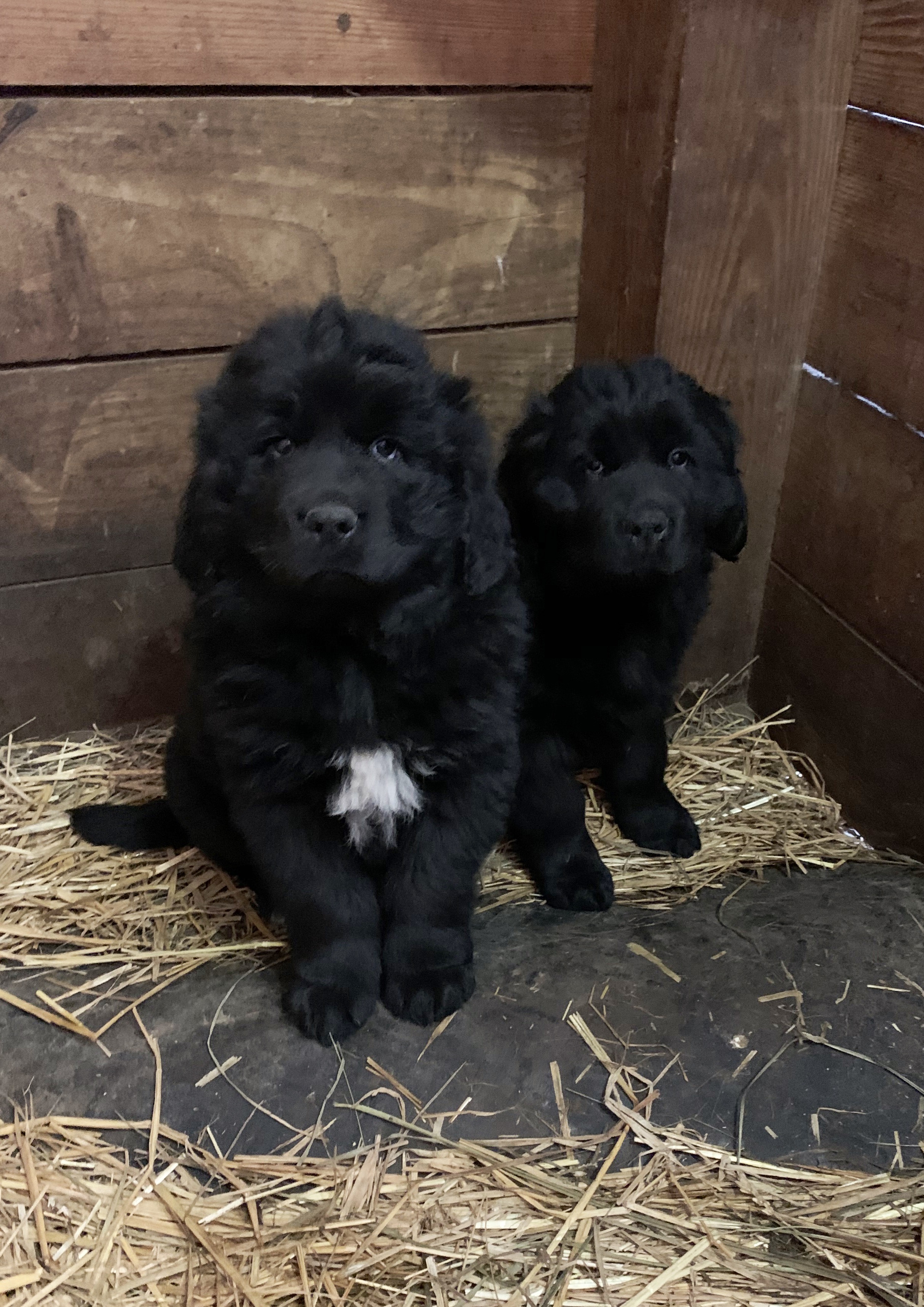 Pair of Newfoundland puppies