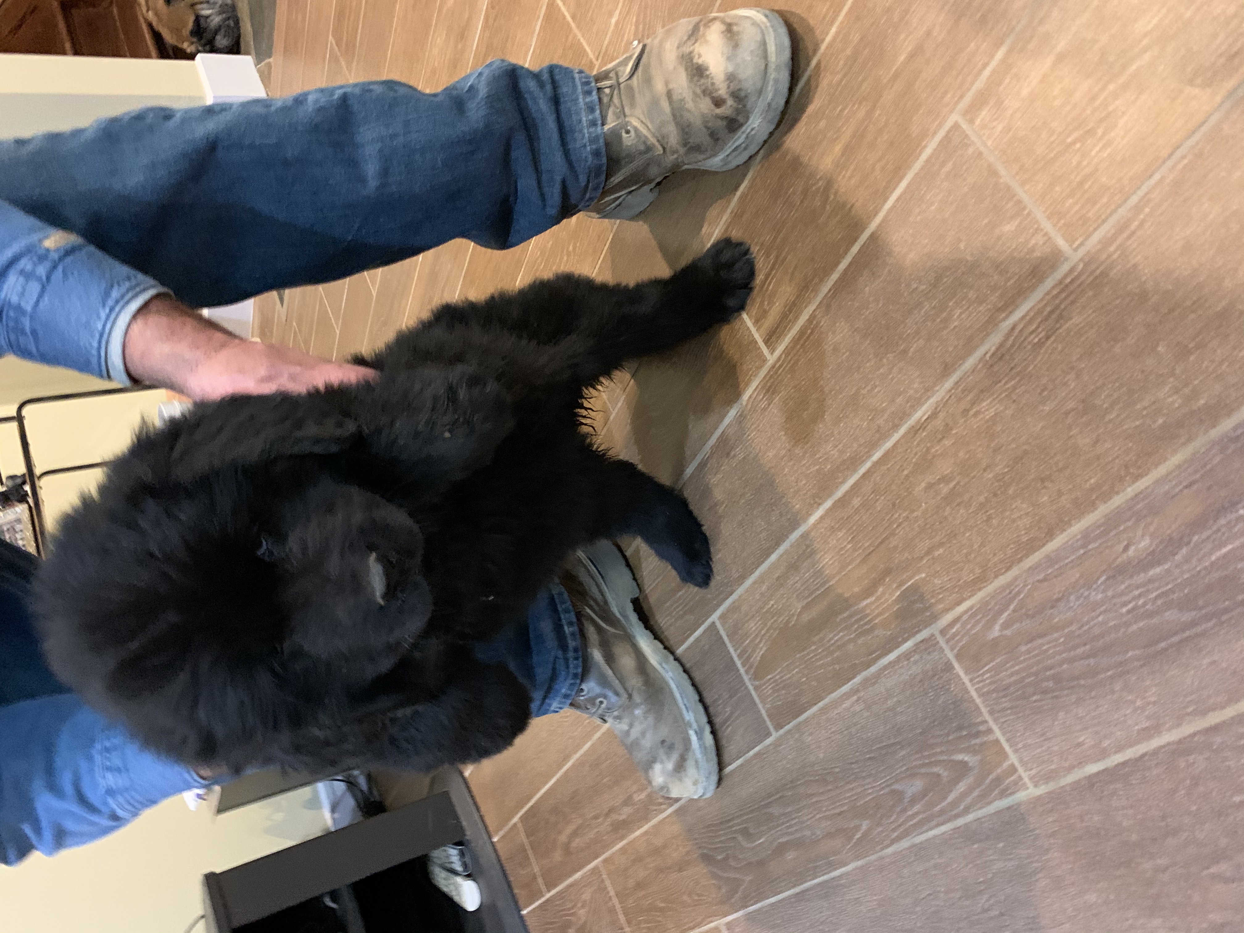 Owner holding up Newfoundland puppy