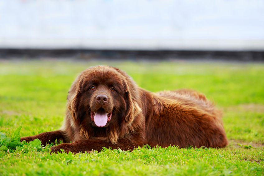 newfoundland dog lying on grass