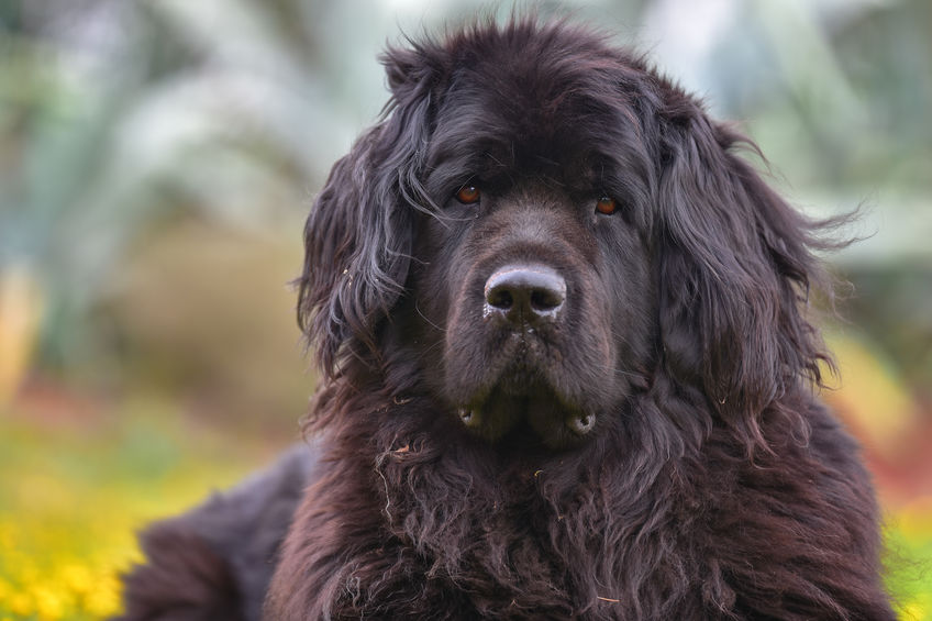 What to Do After Adopting a Newfoundland Puppy