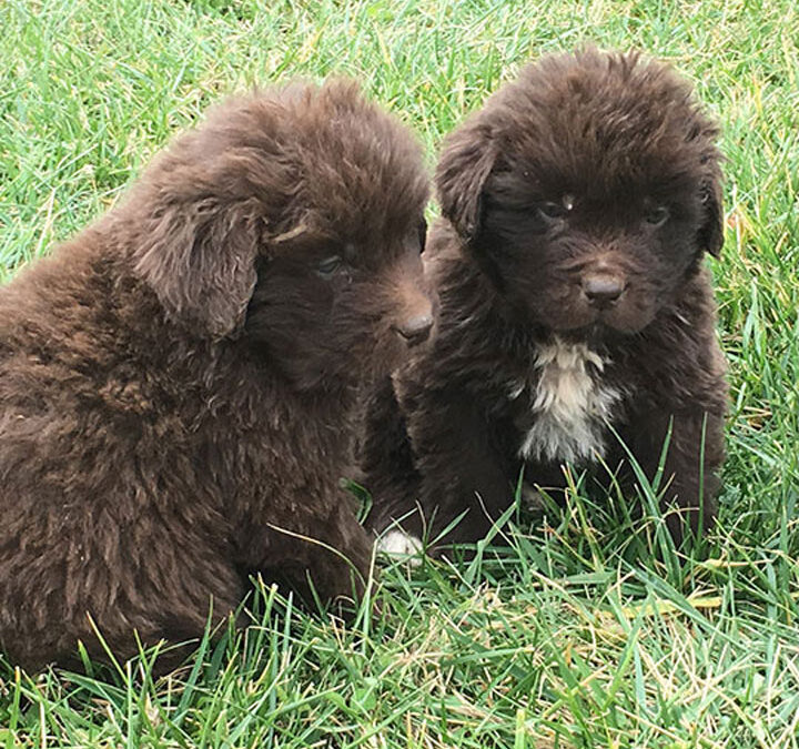 two of our brown newfoundland puppies